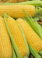 Предлагаю семена Айова свит сортовая кукуруза