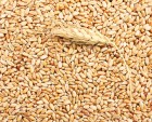 Купимо фуражну пшеницю з господарства