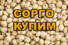 Сорго червоне і біле (хороші ціни)
