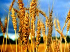 Пшеницю (фураж,прод.)