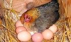 Комбікорм для  яєчних курей