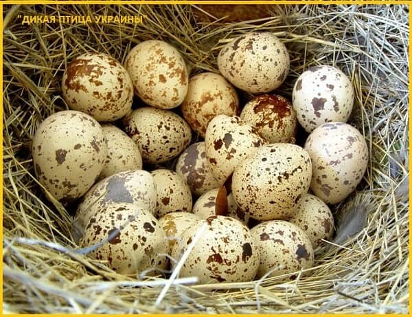 Яйца инкубационные перепела Фараон селекция Испании и молодняк.